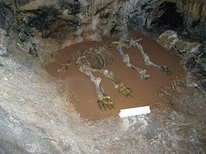 Скелет мамонта. Печера Киїк-Коба, Крим.